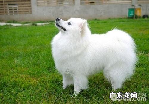 如何处理犬腹壁疝