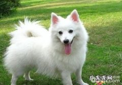 犬腹壁疝有什么症状