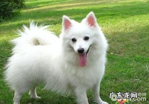 犬腹壁疝有什么症状