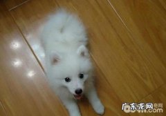 怎样治疗犬细菌感染心内膜炎