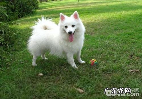 犬细菌感染心内膜炎的确诊方式有什么