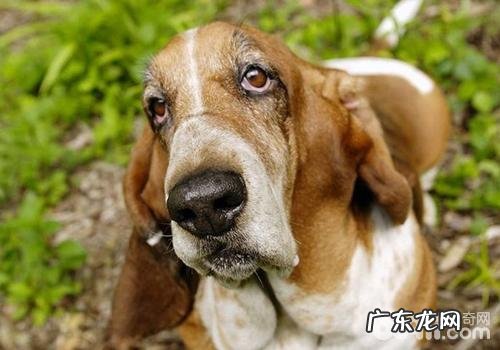 犬患细菌感染心内膜炎有哪些症状