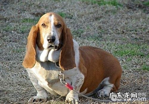 什么叫犬细菌感染心内膜炎