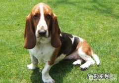 犬眼睑外翻该怎么办