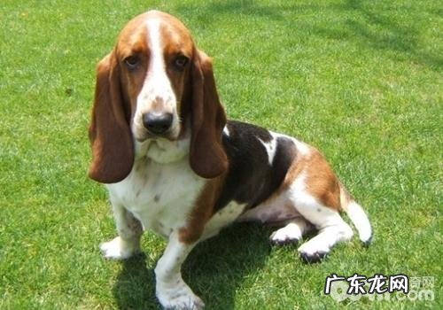 犬眼睑外翻该怎么办