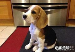 犬眼睑外翻有什么症状