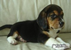 犬眼睑外翻简述