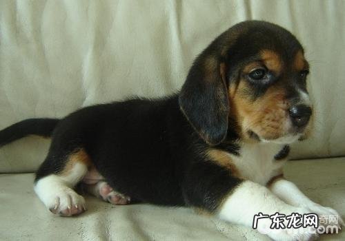 犬眼睑外翻简述