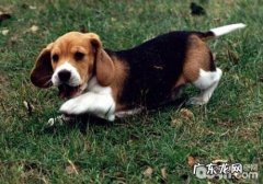 犬孑宫扭曲有什么临床表现