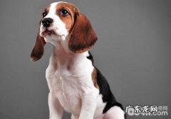 犬孑宫扭曲的发病原因是啥