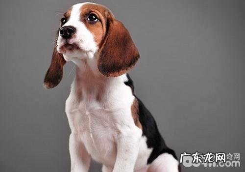 犬孑宫扭曲的发病原因是啥