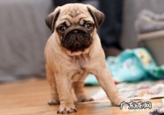 巴哥犬发烧怎么办