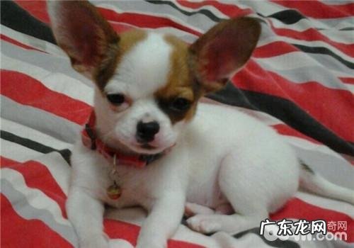 犬患小便失禁该怎么办