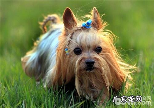 犬小便失禁的病症有什么