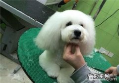 犬小便失禁的病发根本原因