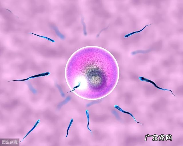 进入女性体内没有和卵子结合的精子干嘛去了-如何提高受孕的几率呢