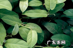 拼多多退款取消了还能退款吗？退款规则是什么？