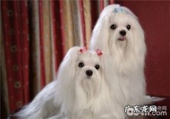 小狗牙龈肿痛的发病原因剖析