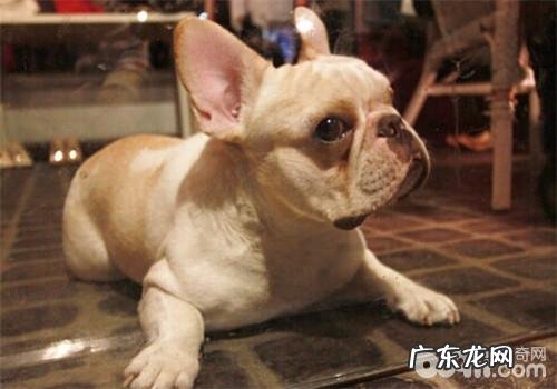 母狗不孕不育症的发病原因及医治