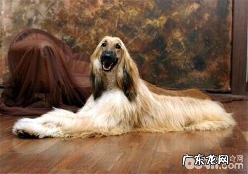 犬破伤风针的治疗措施