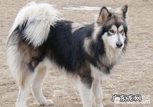 怎样治疗犬脓胸