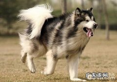 造成犬脓胸的缘故有什么