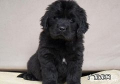 怎样治疗犬口腔内部乳状瘤病毒性感染