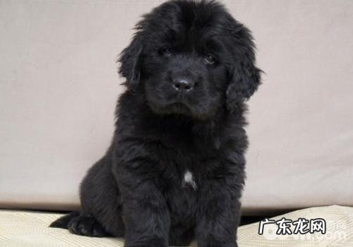 怎样治疗犬口腔内部乳状瘤病毒性感染