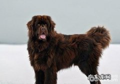 犬感柒口腔内部乳状瘤病原体有什么病症