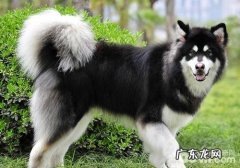 脓胸会对小狗导致什么危害