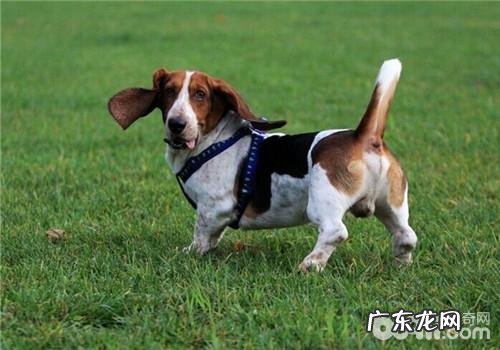 犬破伤风的症状有什么