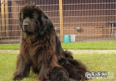 犬是怎样感柒口腔内部乳状瘤病原体的