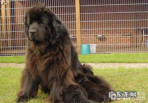 犬是怎样感柒口腔内部乳状瘤病原体的