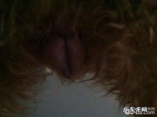 小宠物私秘之繁殖