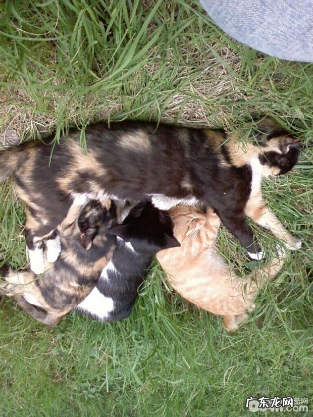 小宠物私秘之繁殖