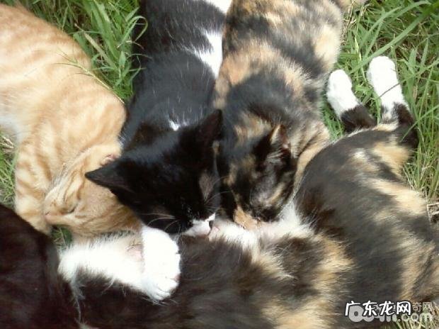 小宠物私秘之繁殖