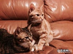 小宠物私秘之繁殖