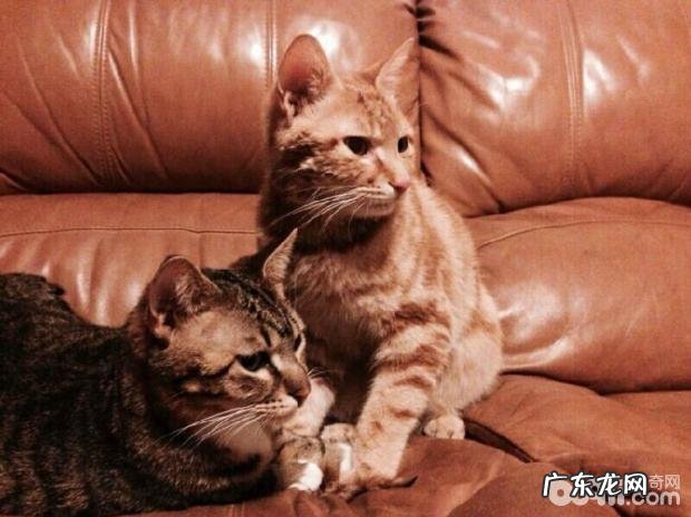 小宠物私秘之繁殖