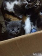 小宠物私秘之繁殖期