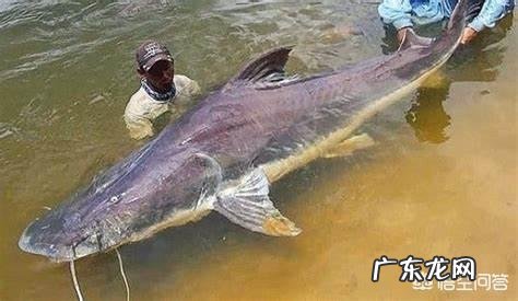 鲶鱼最大可以长到多大?能吃下的最大食物是什么?