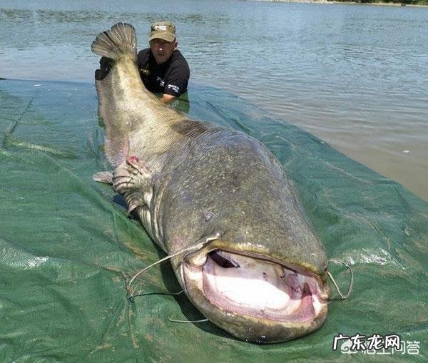 鲶鱼最大可以长到多大?能吃下的最大食物是什么?