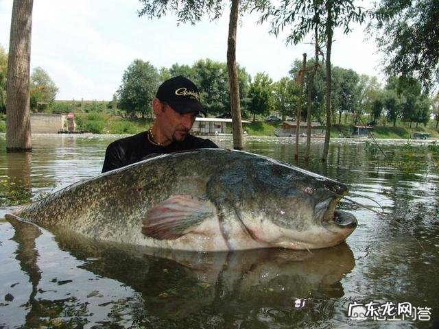 鲶鱼最大可以长到多大?能吃下的最大食物是什么?
