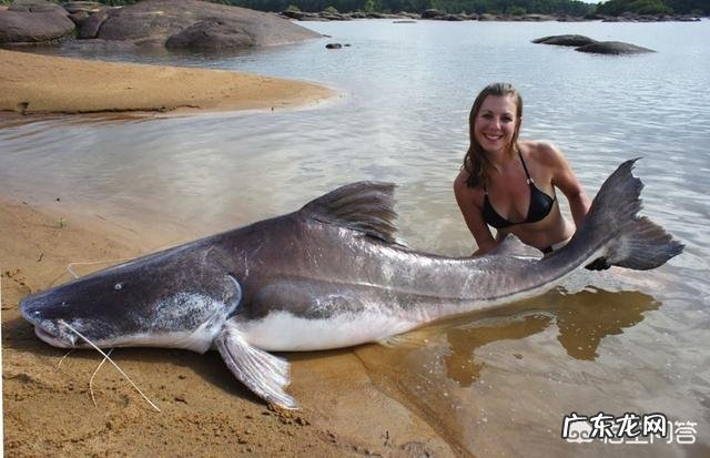 鲶鱼最大可以长到多大?能吃下的最大食物是什么?