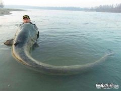 鲶鱼最大可以长到多大？能吃下的最大食物是什么？