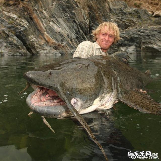 鲶鱼最大可以长到多大?能吃下的最大食物是什么?