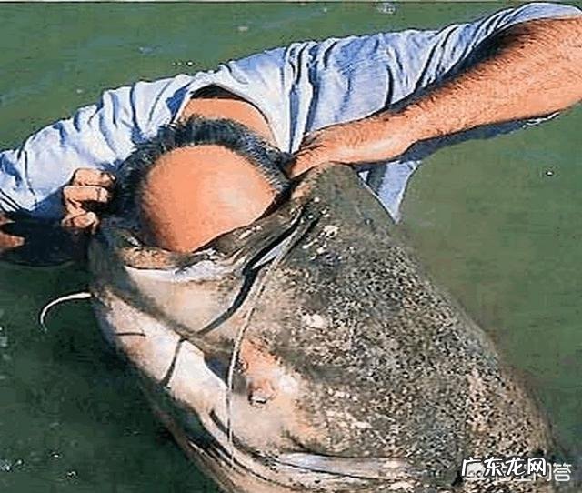 鲶鱼最大可以长到多大?能吃下的最大食物是什么?