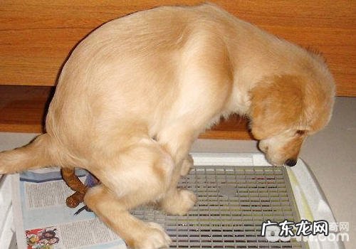 小狗普遍的大便难题有什么