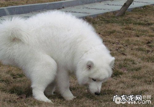 小狗普遍的大便难题有什么