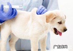 【诊疗攻略大全】怎样为小狗开展皮内注射