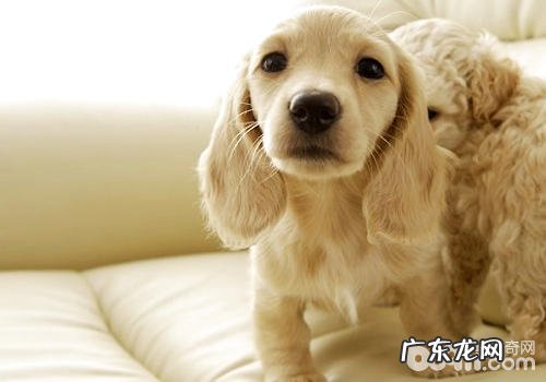 小狗胃肠为什么会肠道菌群失调